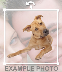 Sticker of a playful dog to paste on your photos and decorate it 