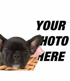 Add this black Bulldog puppy to your images and customize them with text