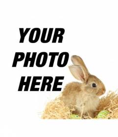 Photomontage with a rabbit and easter eggs to add to your photos online and free