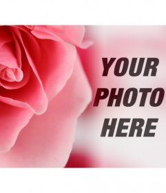 Romantic photomontage with a pink rose and blurry background where you can overlay a photo of yourself or your partner