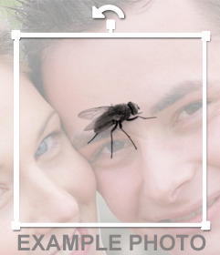 Put a fly on your profile photos and your friends