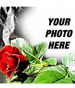 Customizable photo frame if a eed rose, ideal for lovers