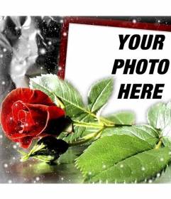 Postcard for love with a rose in which you can put your photo