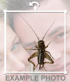 Online photo montage of a grasshopper that you can put your photos online