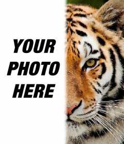 Photomontages with animals - Photofunny