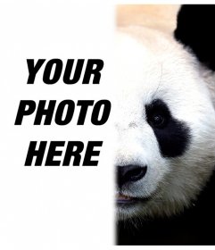 Transform your half face in panda with this photomontage